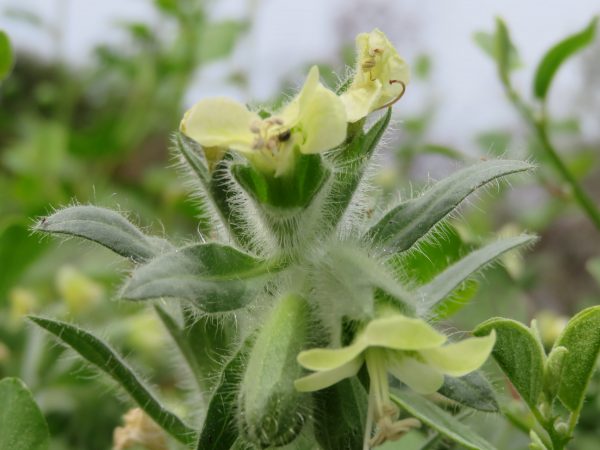 Zesde zondag van de herfst